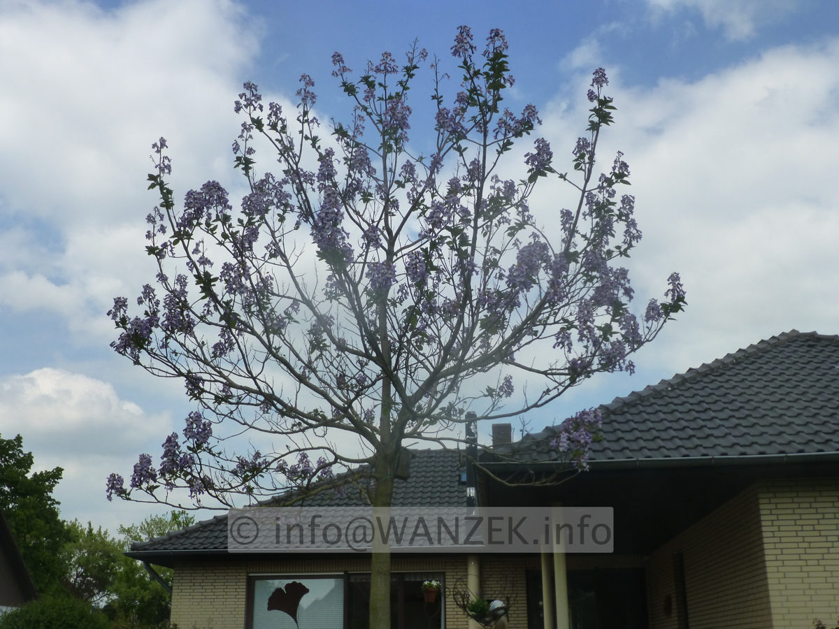 Paulownia tomentosa 02 bluehender Jungbaum.JPG